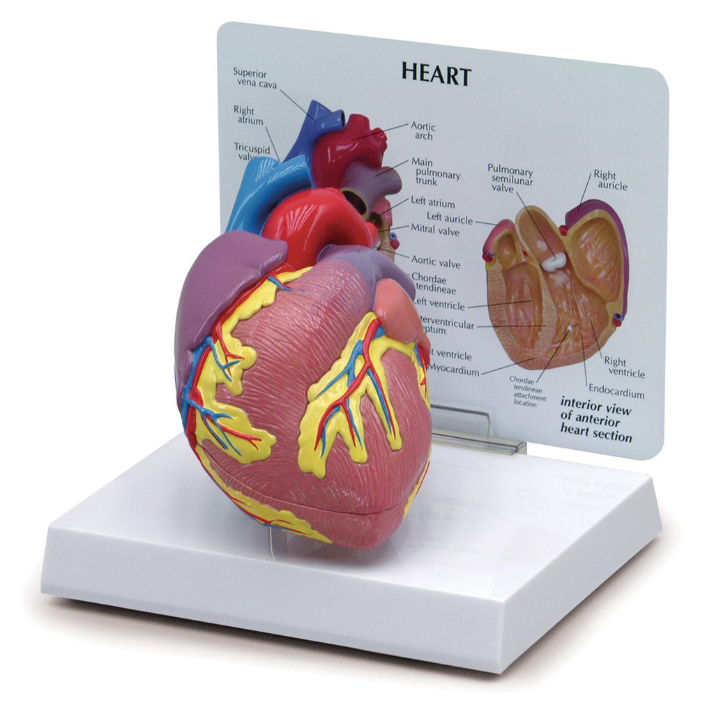 Heart Model (2-Piece) [SKU: SB32595] – Nasco Healthcare