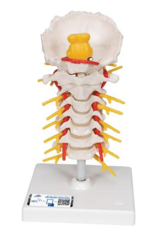 Cerivcal Spine Column