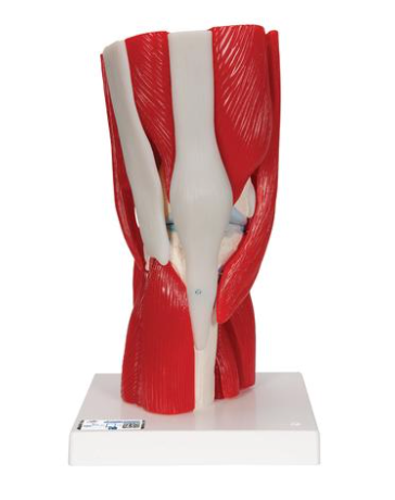 Knee Joint w/ removable Muscles