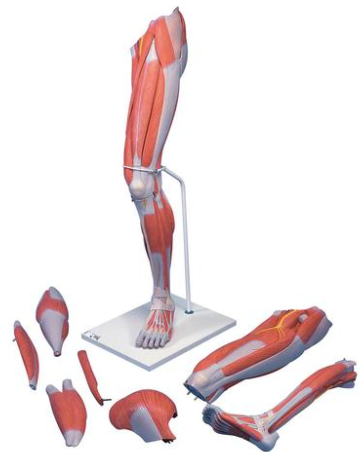 Muscular Leg 7-Part