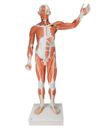 Male Muscular Anatomy Model Life-Size 37 Part