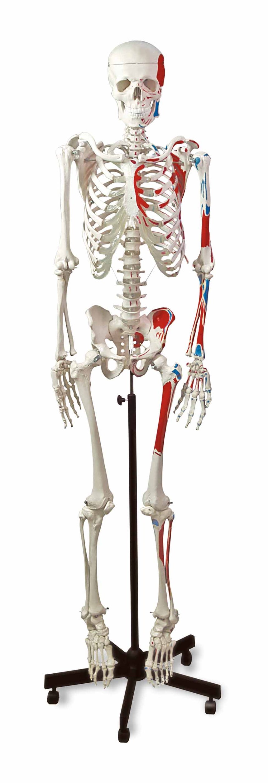 Human Muscular Skeleton [SKU: LA00100]