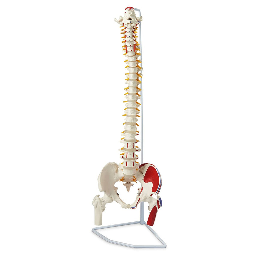 Flexible Vertebral Column with Femur Heads, Muscle Insertions, and Removable Sacral Chest [SKU: LA00102]