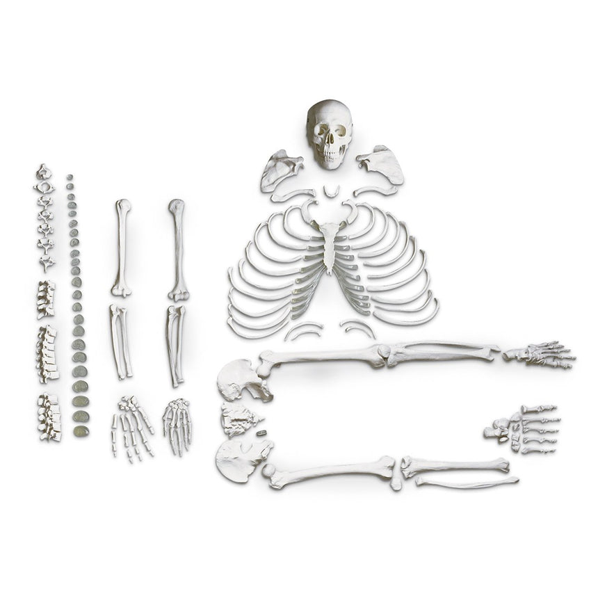 Disarticulated Skeleton [SKU: LA00185]
