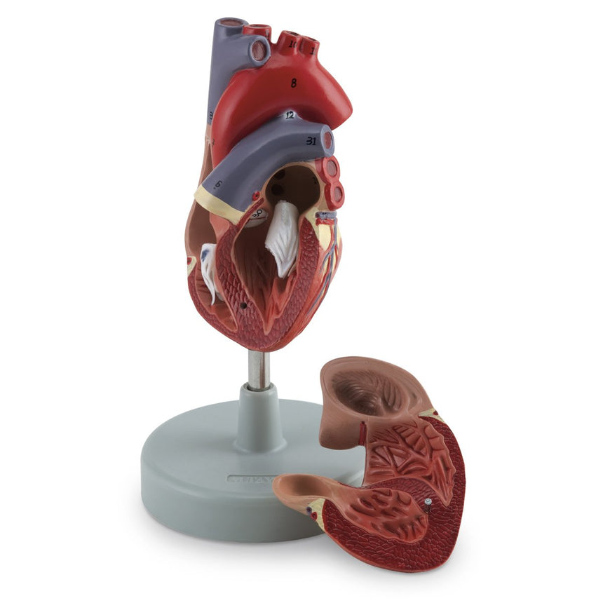 Human Heart Model (2 Part) [SKU: LA00200]