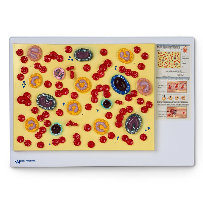 Human Blood Cells Model [SKU: LA00201]