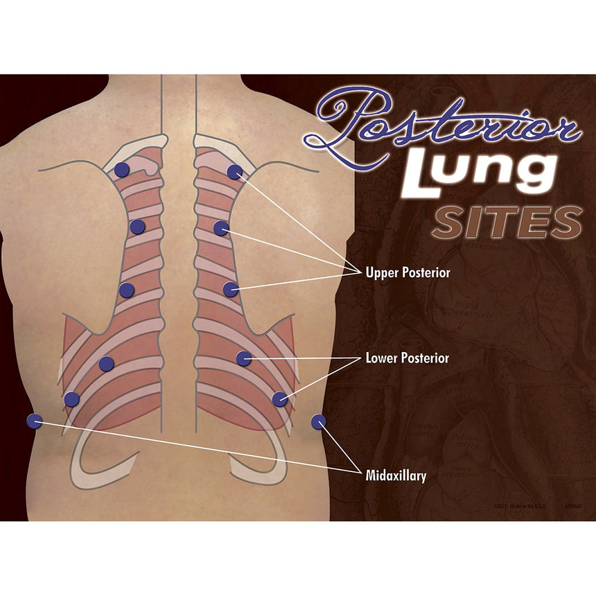 Nasco Posterior Heart & Lung Sites Poster