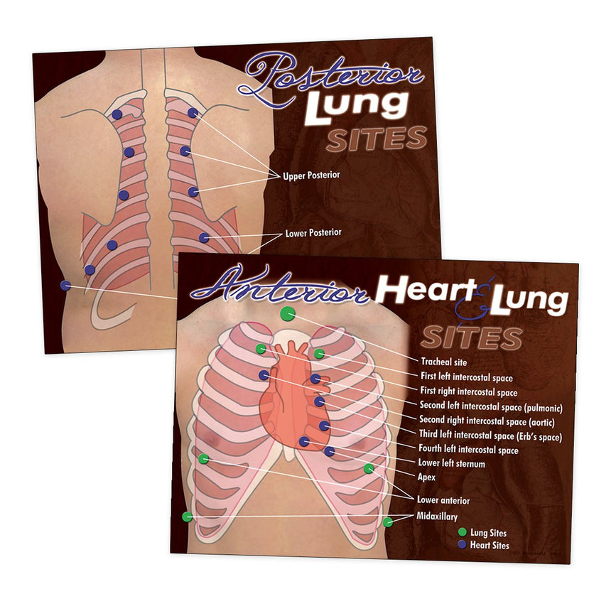 Nasco Heart & Lung Sites Visual Aids Poster Set