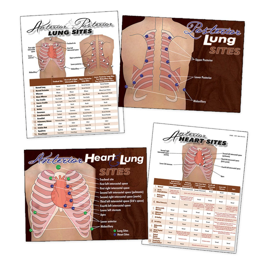 Nasco Heart & Lung Sites Visual Aids Complete Set