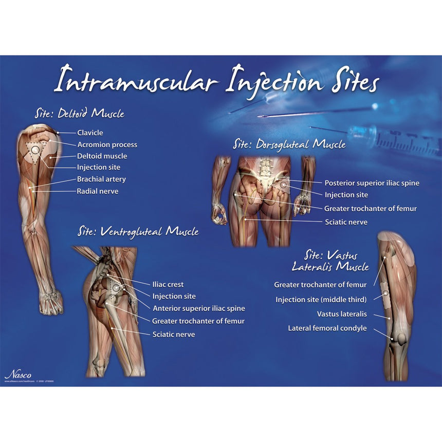 Intramuscular Injection Sites Set