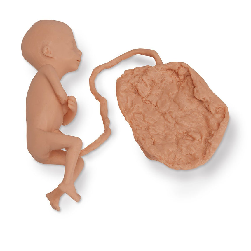 Life/form® Human Fetus Replica - 5 Month Female