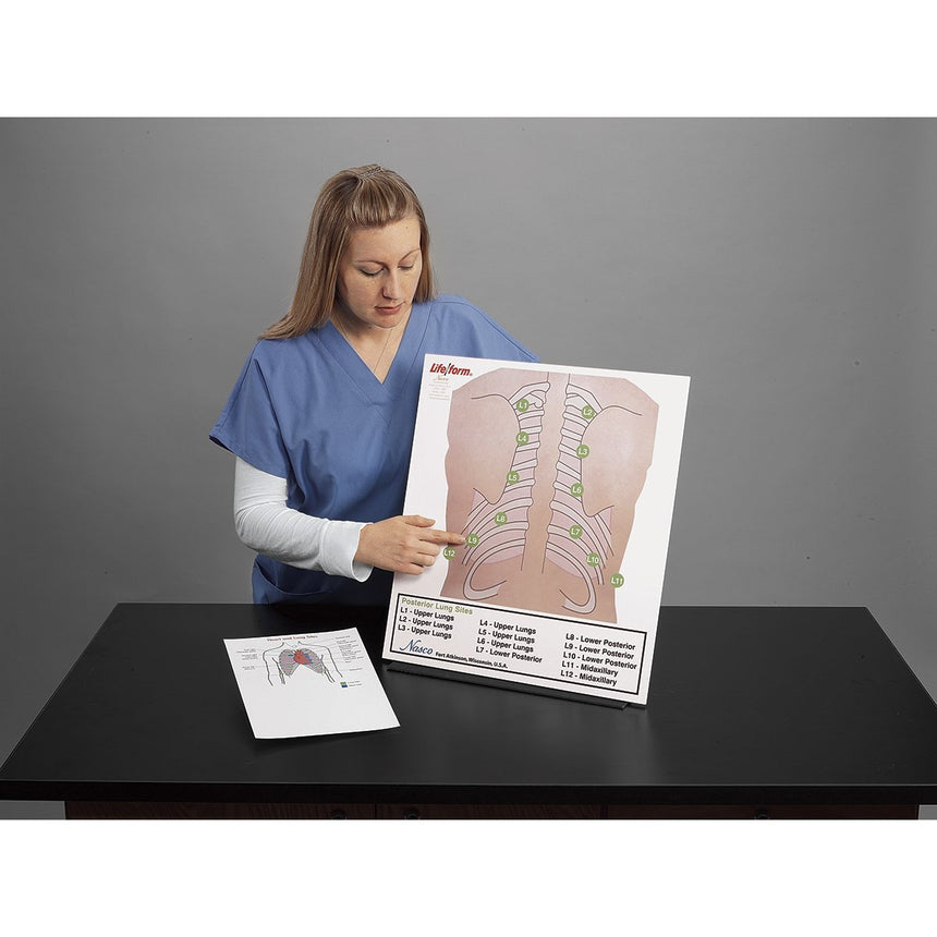 Life/form® Posterior Auscultation Practice Board Only