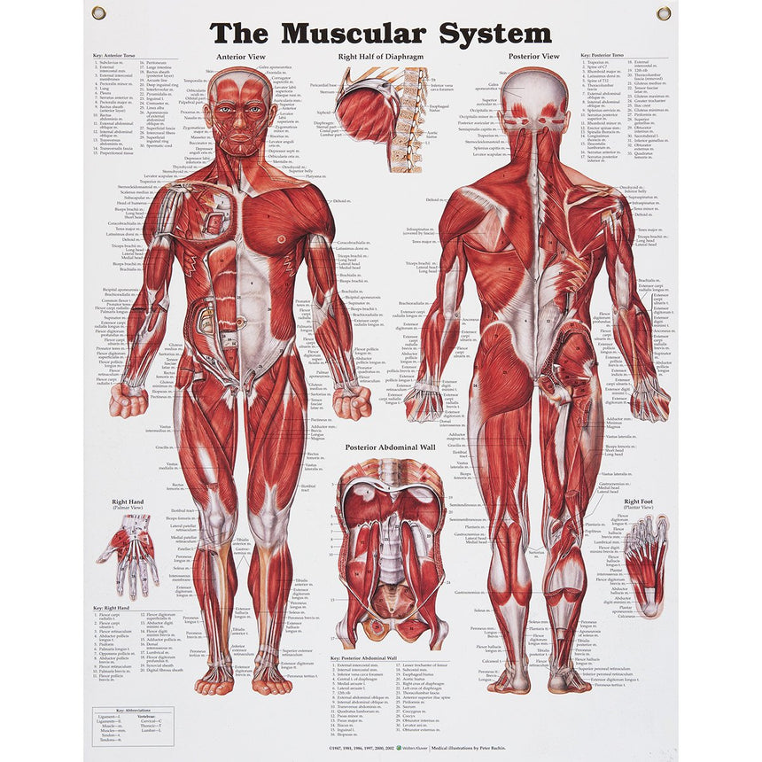 Peter Bachin Anatomical Chart Series - Muscular System