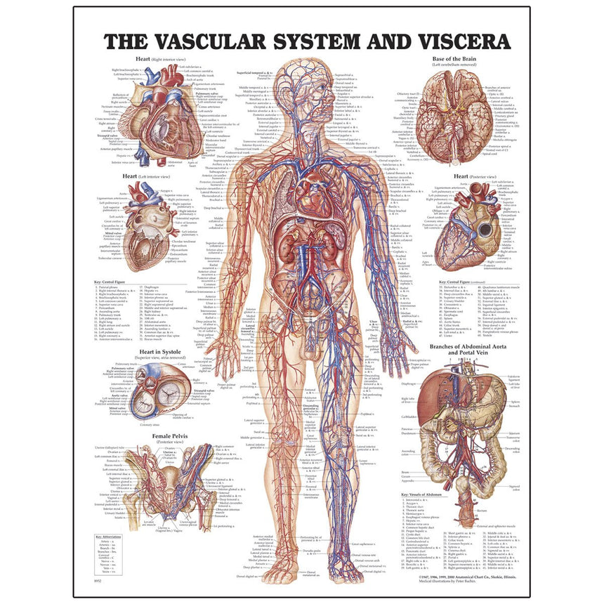 Peter Bachin Anatomical Chart Series - Vascular System and Viscera