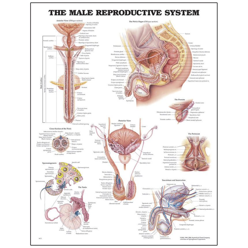 Peter Bachin Anatomical Chart Series - Male Reproductive System [SKU: SB06149]