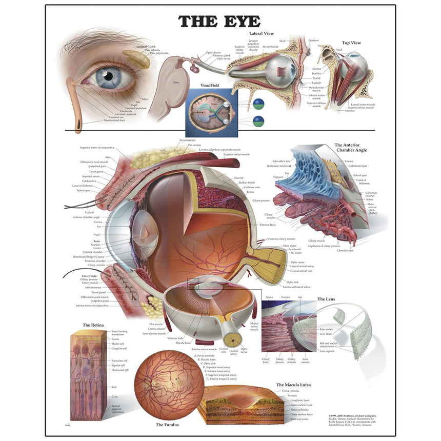 Peter Bachin Anatomical Organ/Structures Chart Series - Eye