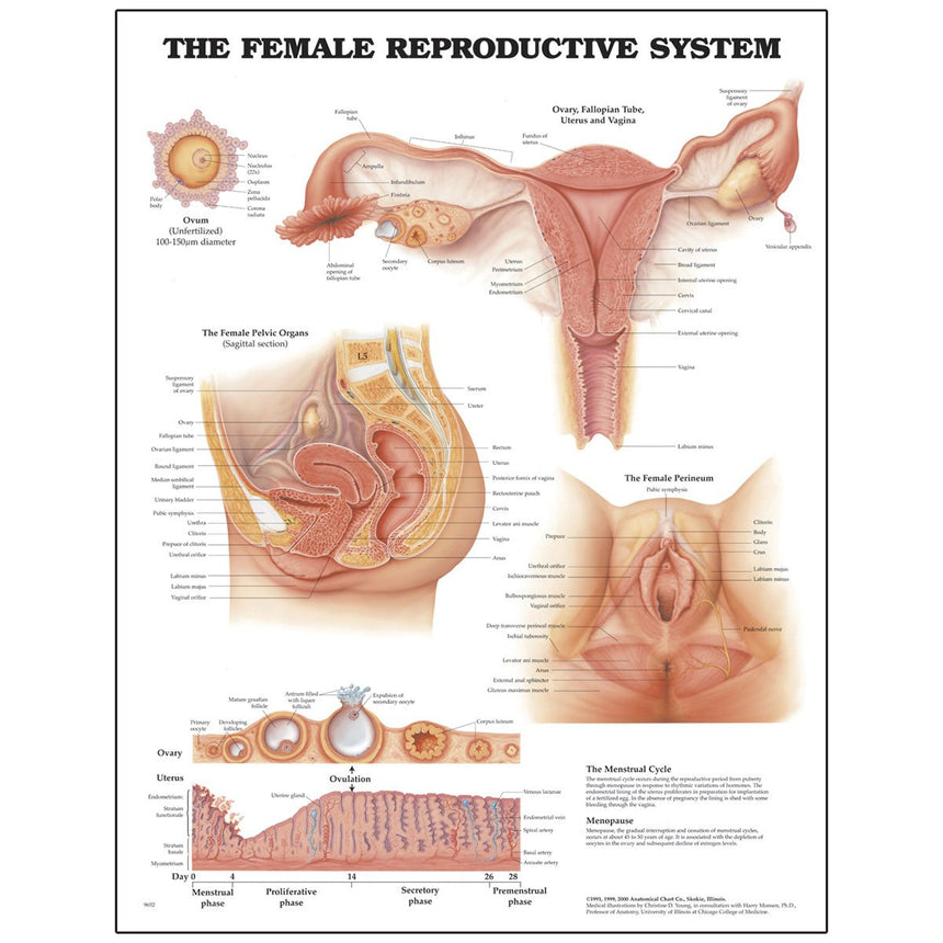 Peter Bachin Anatomical Chart Series - Female Reproductive System