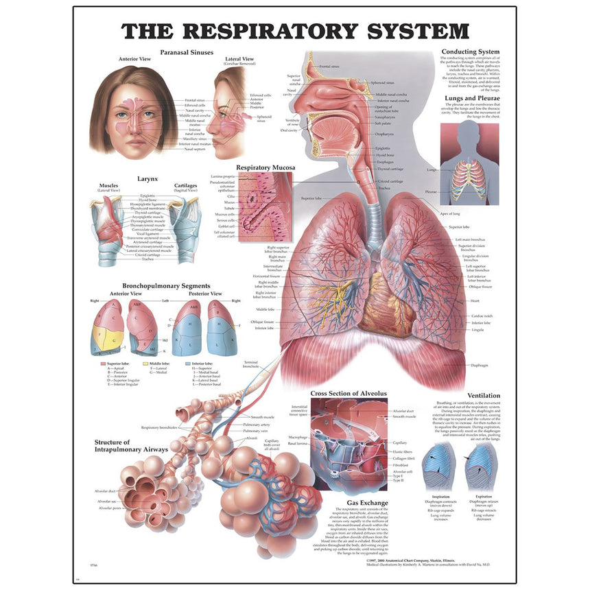 Peter Bachin Anatomical Chart Series - Respiratory System