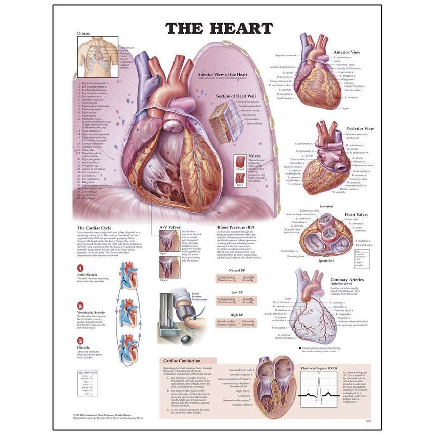 Peter Bachin Anatomical Organ/Structures Chart Series - Heart [SKU: SB10252]