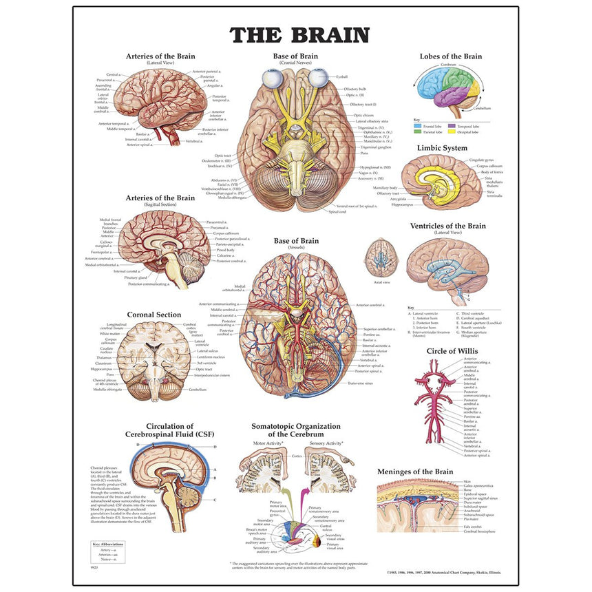 Peter Bachin Anatomical Organ/Structures Chart Series - Brain