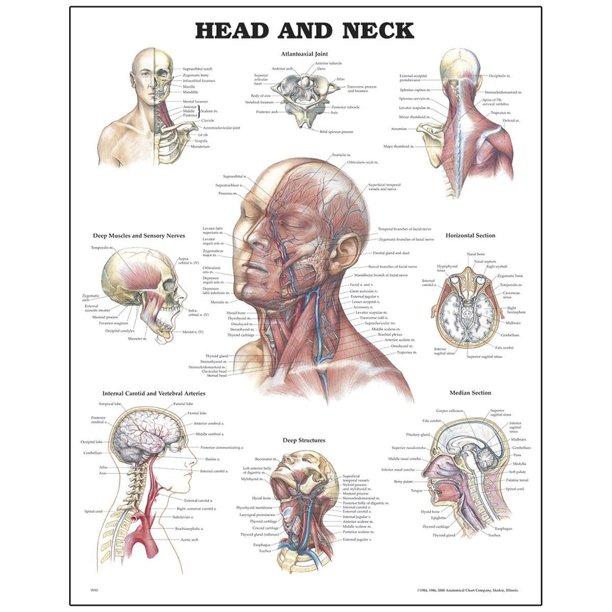 Peter Bachin Anatomical Organ/Structures Chart Series - Head and Neck