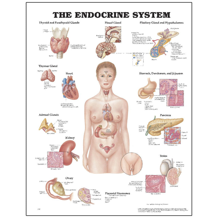 Peter Bachin Anatomical Chart Series - Endocrine System