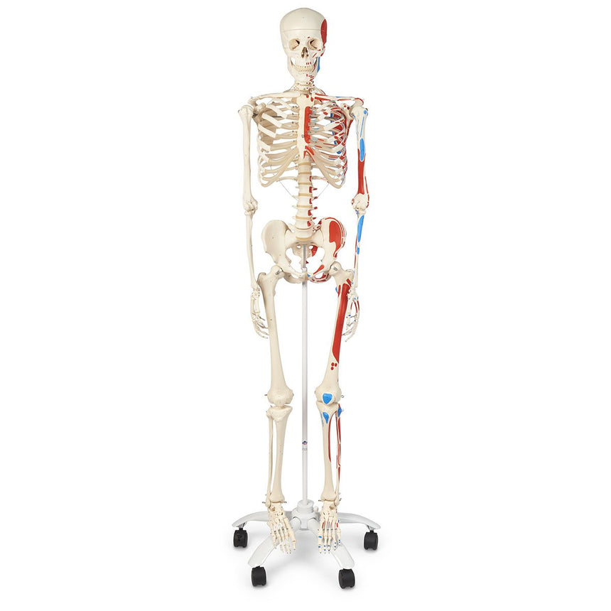American 3B Advanced Skeleton with Muscles [SKU: SB14901]