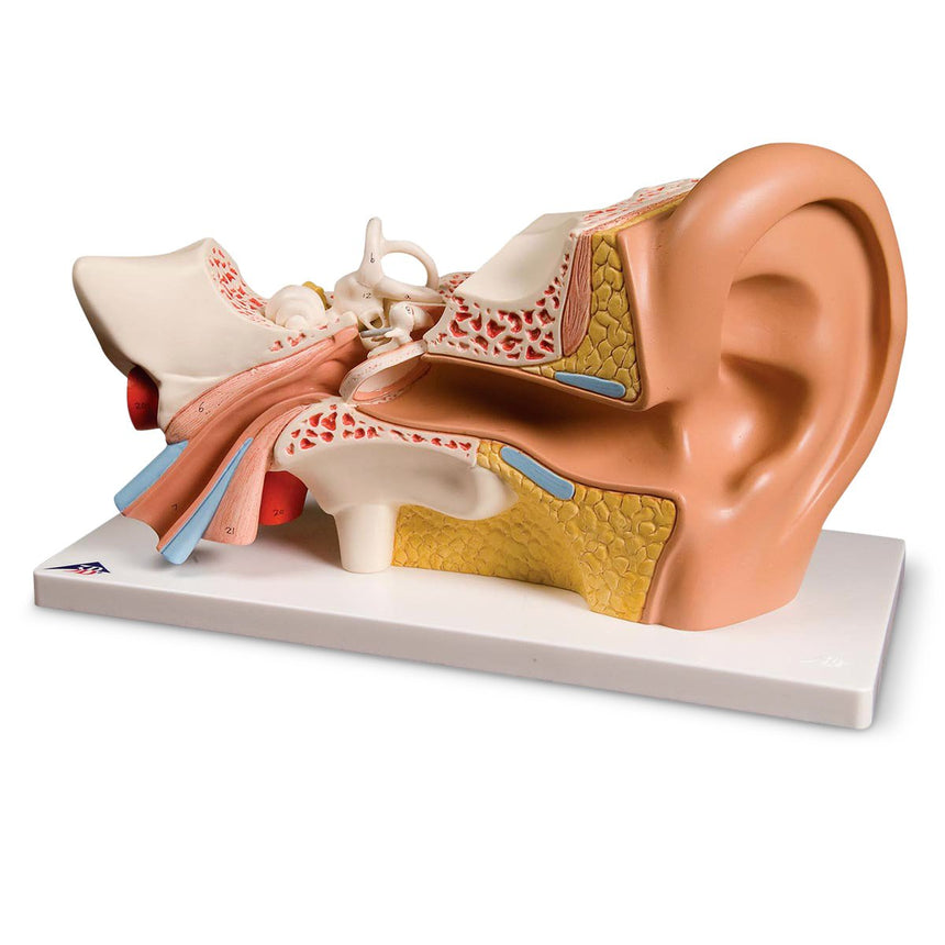 Human Ear [SKU: SB19254]