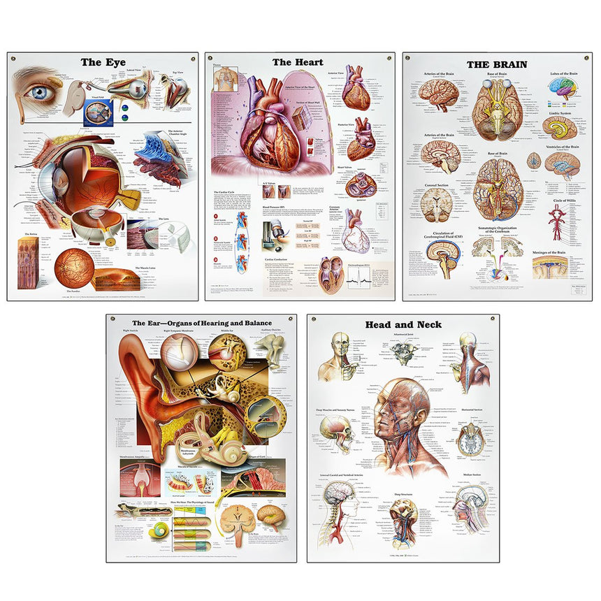 Peter Bachin Anatomical Organs/Structures Chart Set