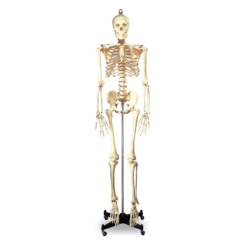 Budget Full-Size Skeleton - 5 ft. 6 in. - Mounted on 16 in. W x 3 in. H Metal Base with Wheels [SKU: SB25209]