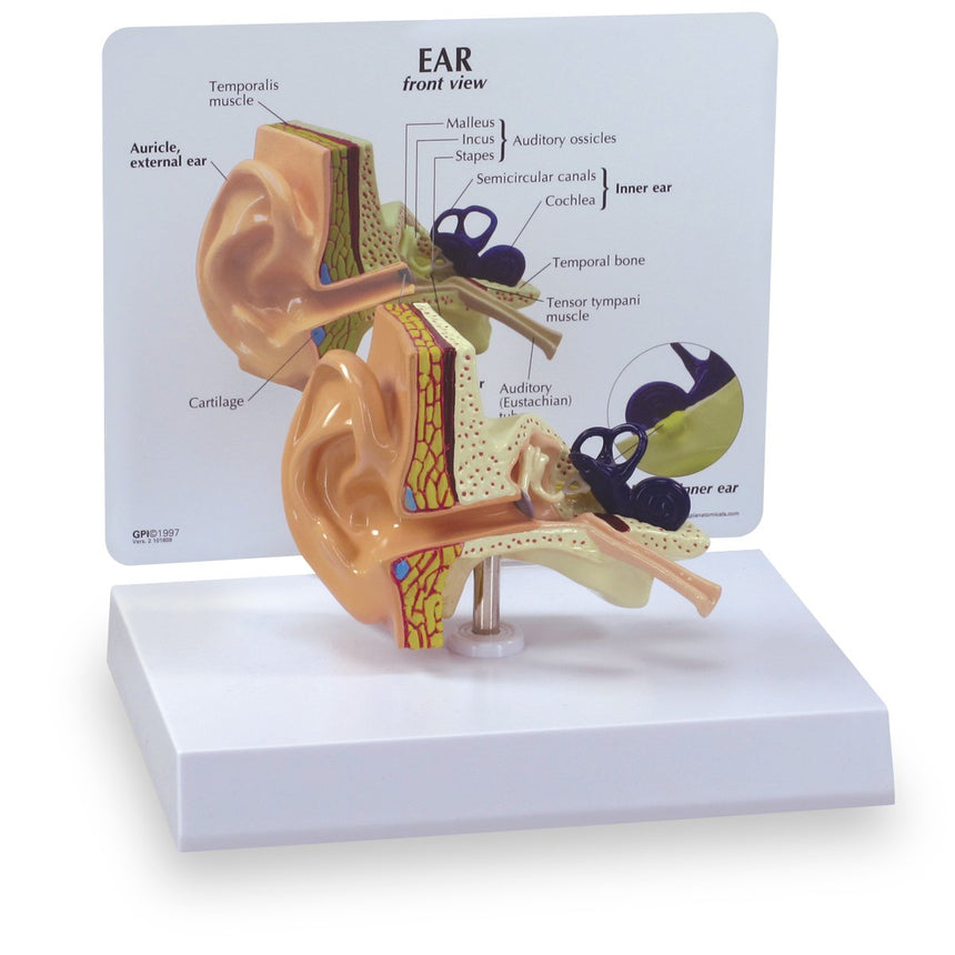 Ear Model