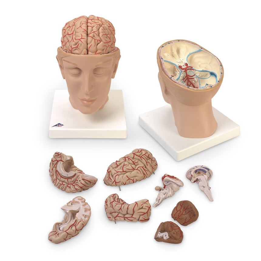 Brain with Arteries on Base of Head (8-Part) [SKU: SB41429]