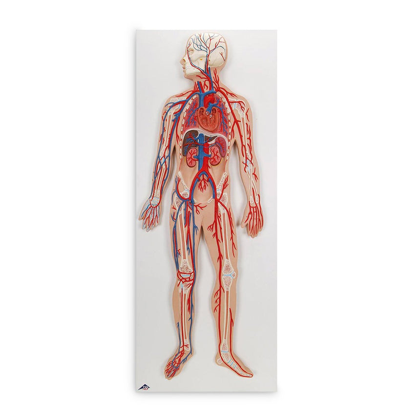 Circulatory System [SKU: SB41436]
