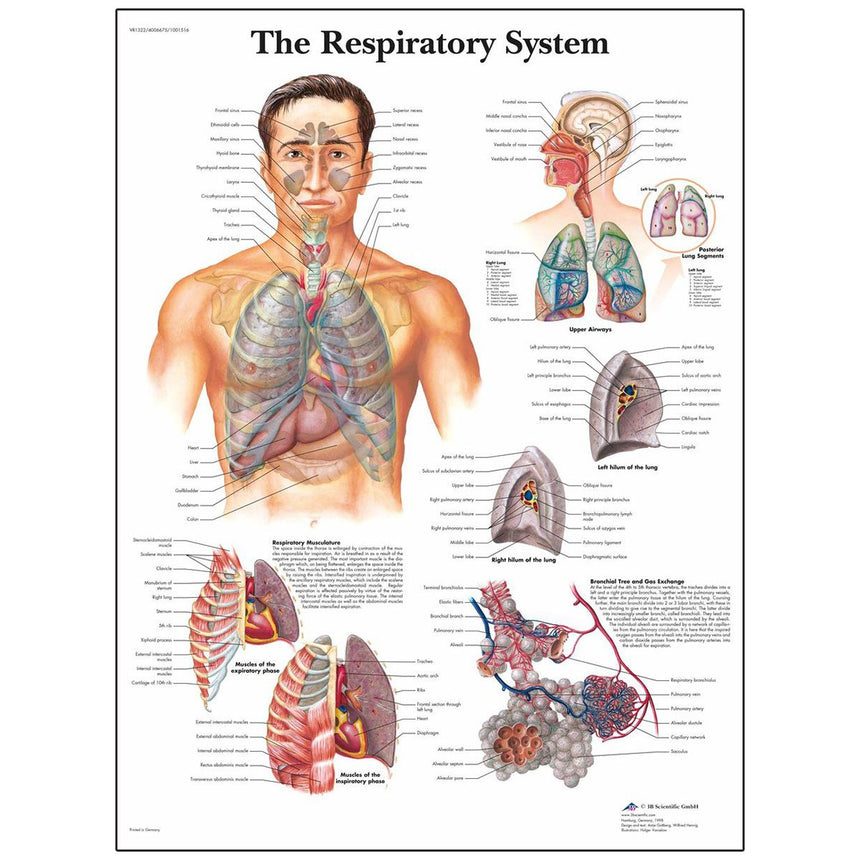 Classic Laminated 3B Scientific® Anatomical Chart for the Respiratory System
