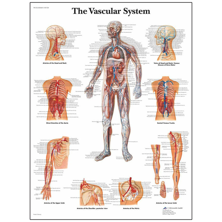ClassicLaminated 3B Scientific® Anatomical Chart for the Vascular System