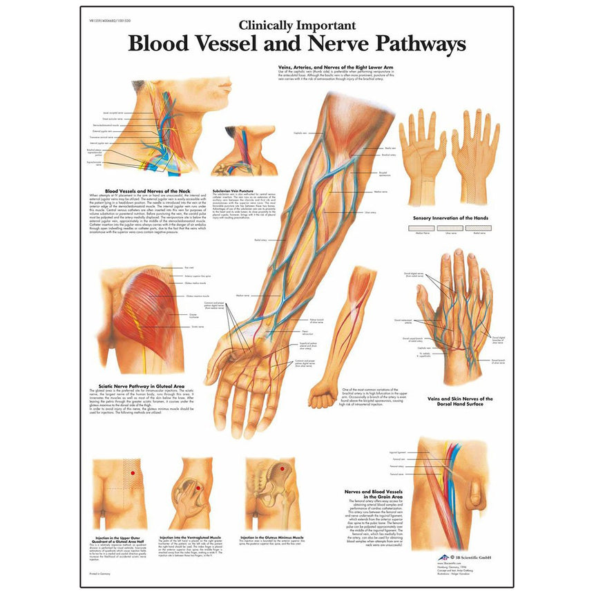 Laminated 3B Scientific® Anatomical Chart for Clinically Important Blood Vessels and Nerve Pathways