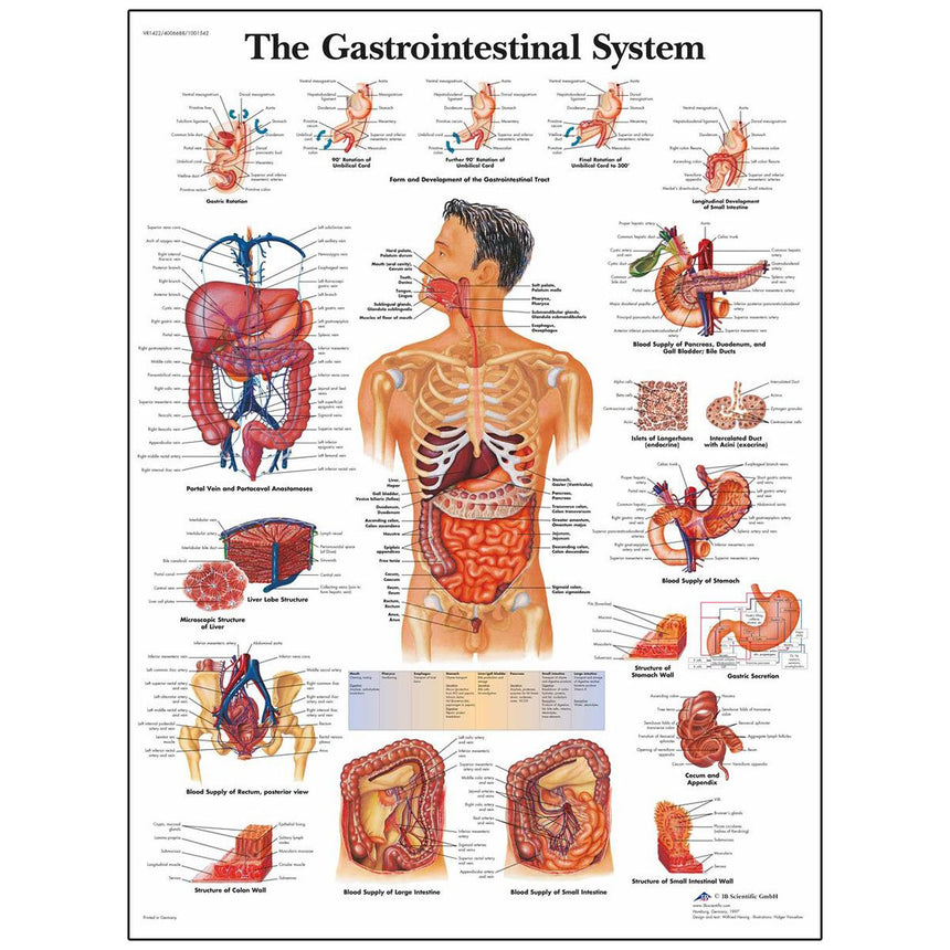 Classic Laminated 3B Scientific® Anatomical Chart for the Gastrointestinal System