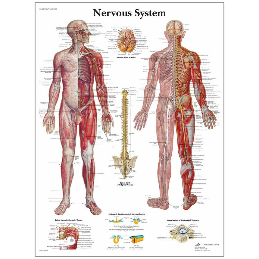 Classic Laminated 3B Scientific® Anatomical Chart for the Nervous System