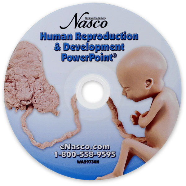 Fetal Development PowerPoint [SKU: WA29730]